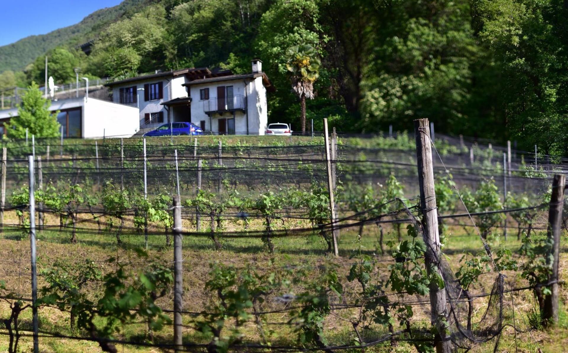 Viva Bacco Bed & Breakfast Gambarogno Bagian luar foto