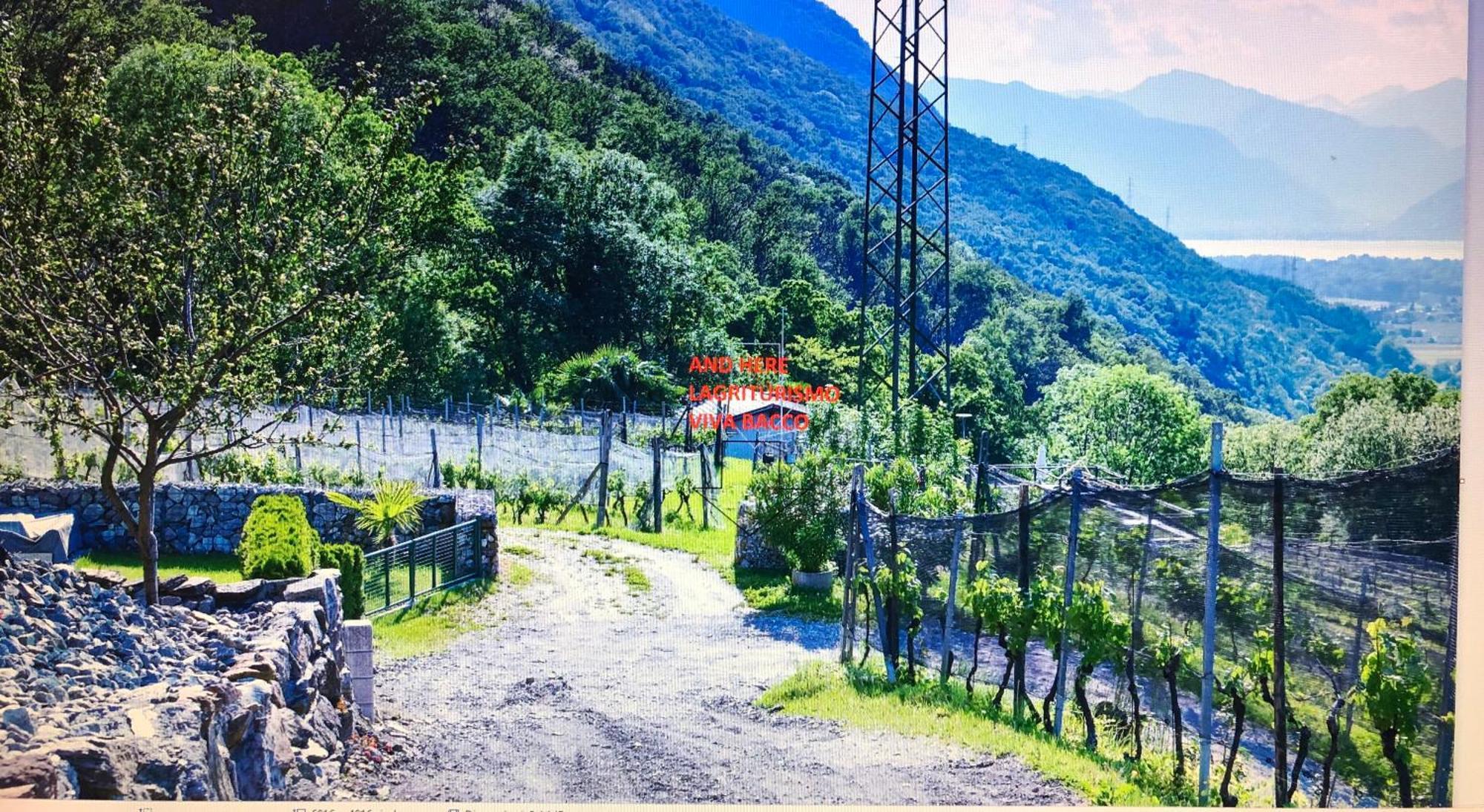 Viva Bacco Bed & Breakfast Gambarogno Bagian luar foto