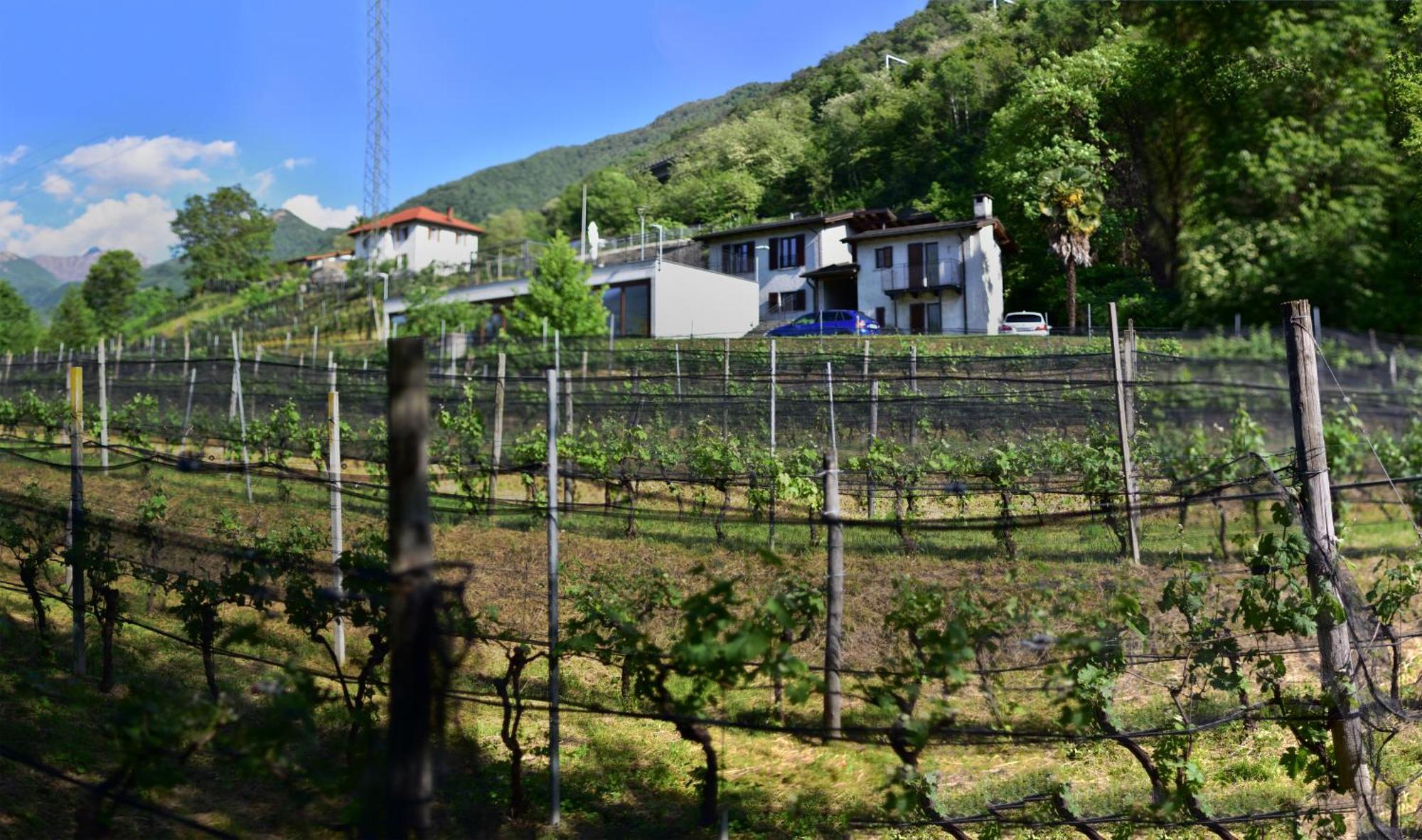 Viva Bacco Bed & Breakfast Gambarogno Bagian luar foto