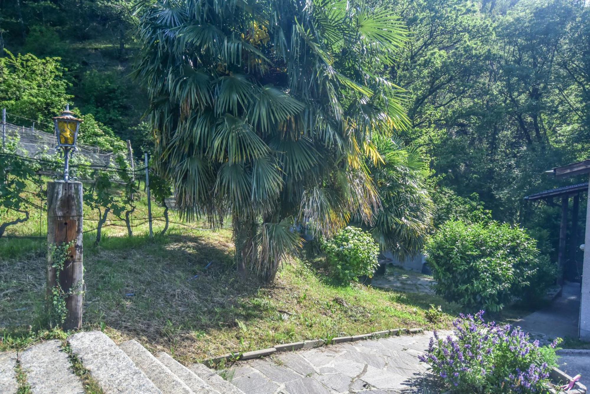 Viva Bacco Bed & Breakfast Gambarogno Bagian luar foto