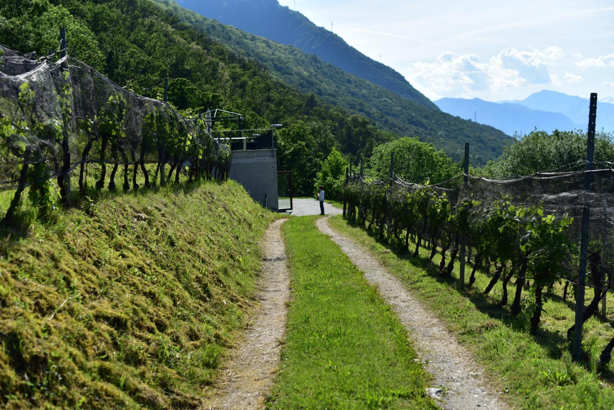 Viva Bacco Bed & Breakfast Gambarogno Bagian luar foto